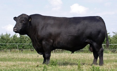 Bœuf black angus dans un champs