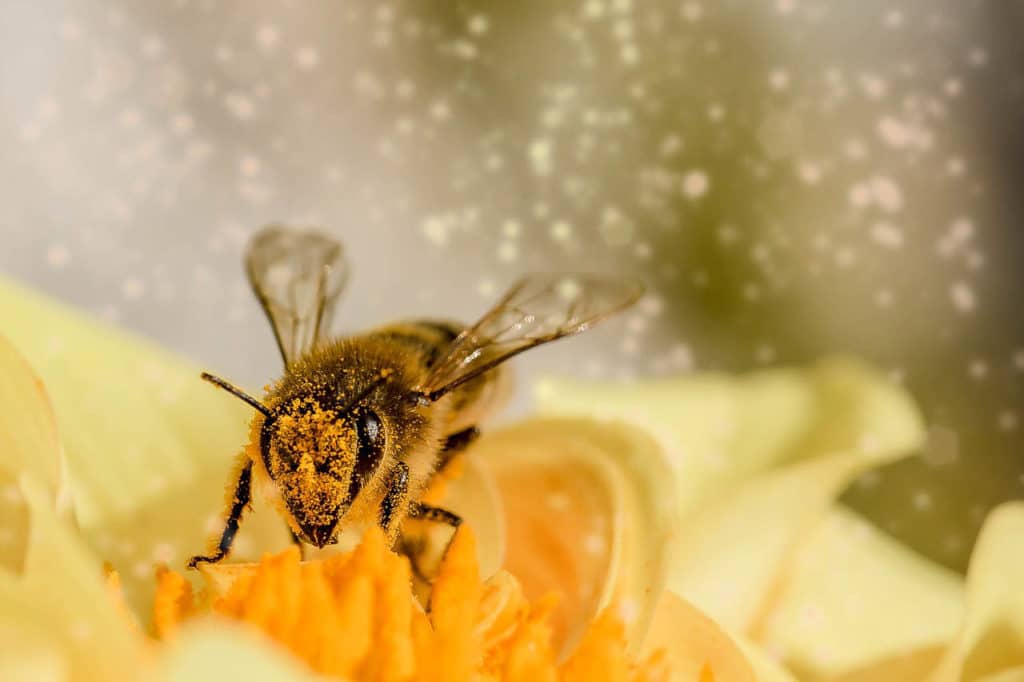 Abeille Sur Son Essaim