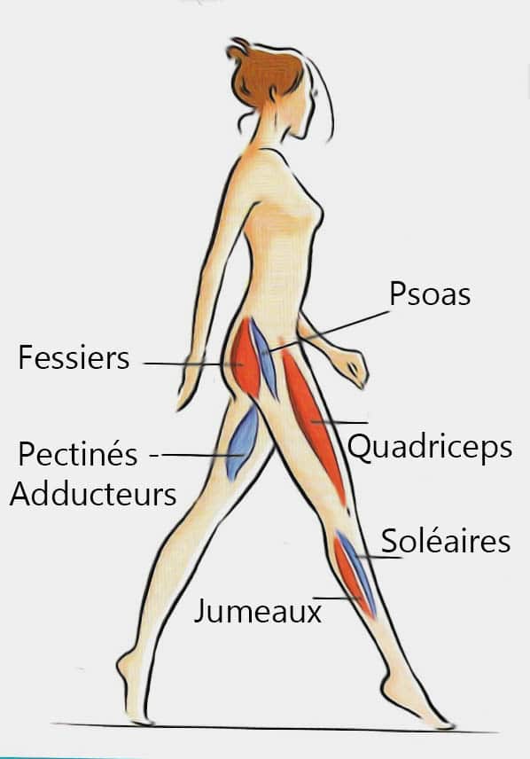 Shéma Muscles Profond Femmes