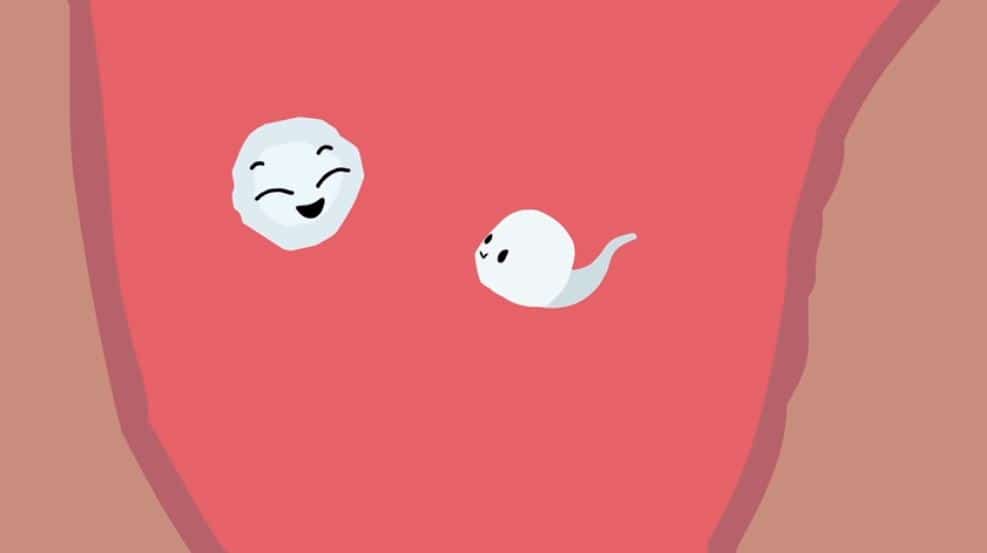 Spermatozoide