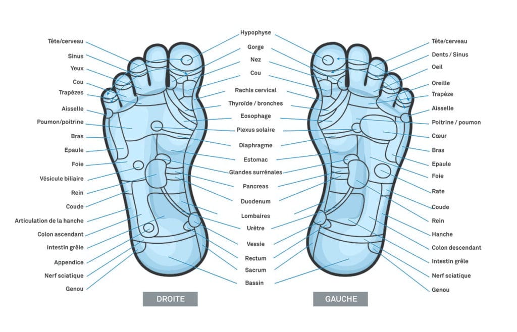 Reflexologie Plantaire Shema