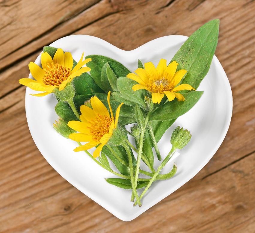 Fleur D'arnica Lutter Poux 