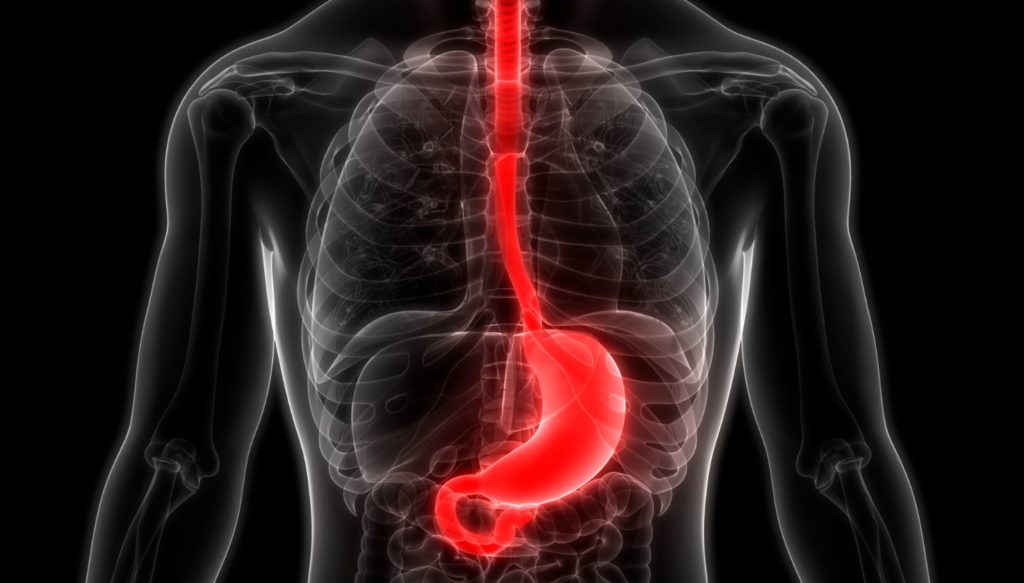 Oesophage Anatomie 