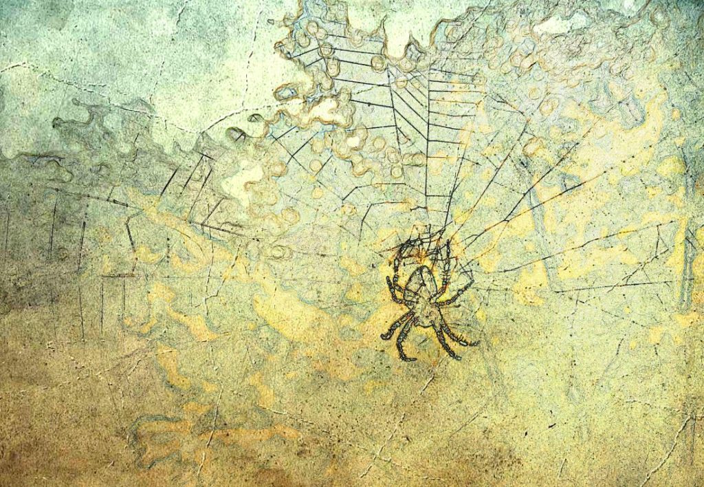 Araignée Rêve