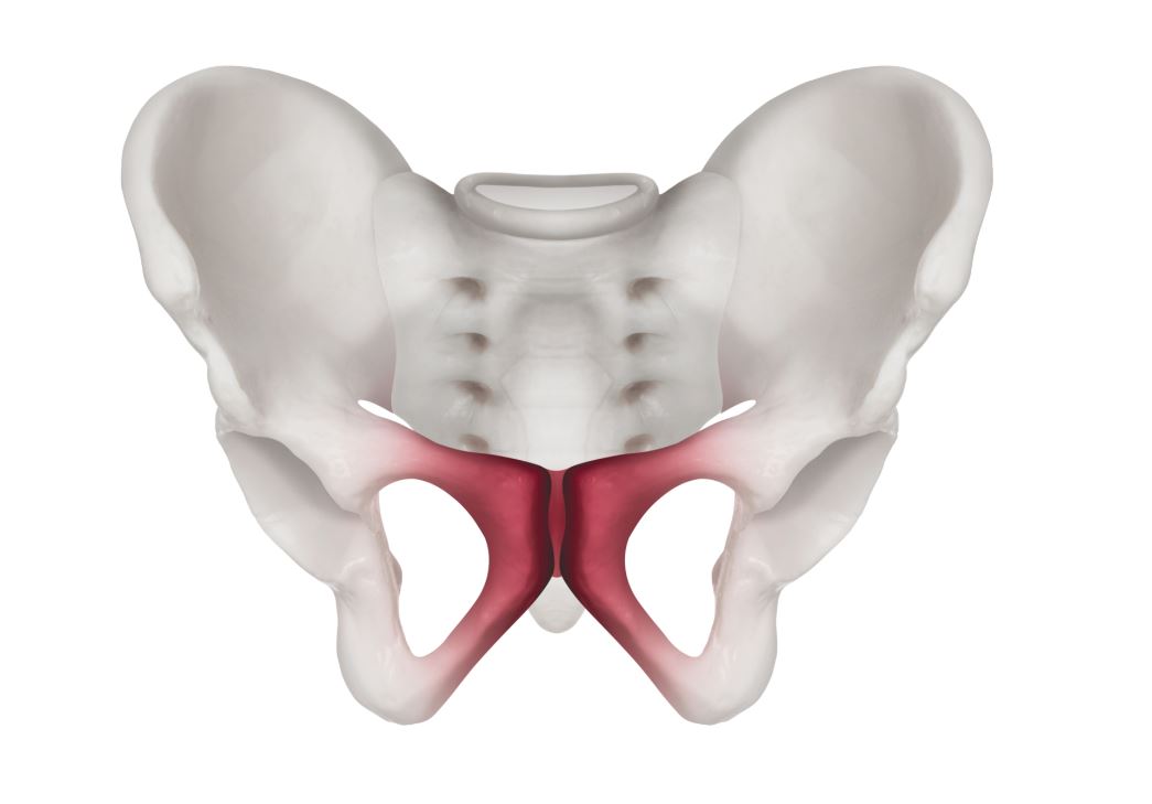 Symphyse pubienne pendant la grossesse : gérer cette douleur Symphyse pubienne pendant la grossesse : gérer cette douleur