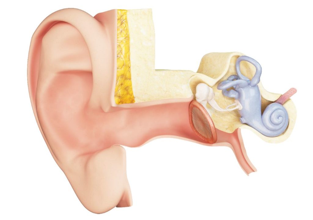 Tympan Anatomie Oreille