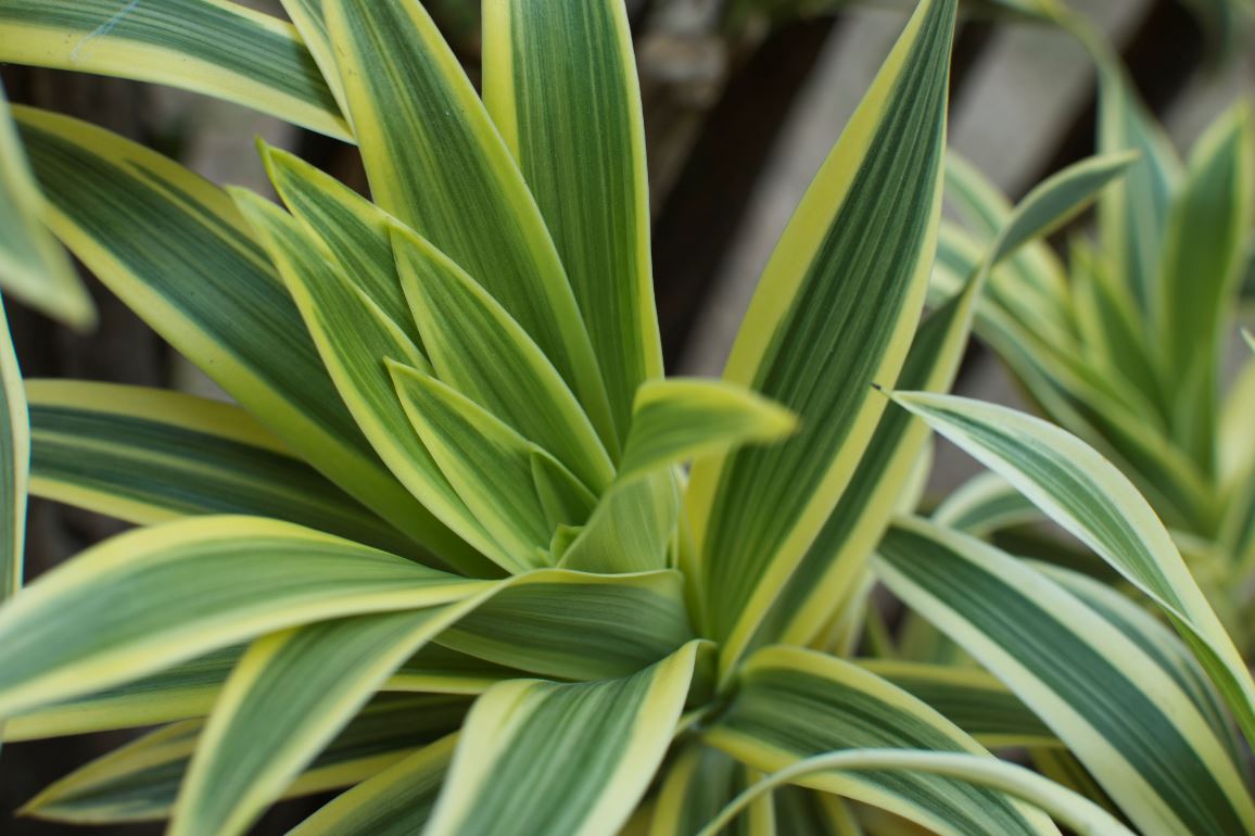 Dracanea Plante Depolluante