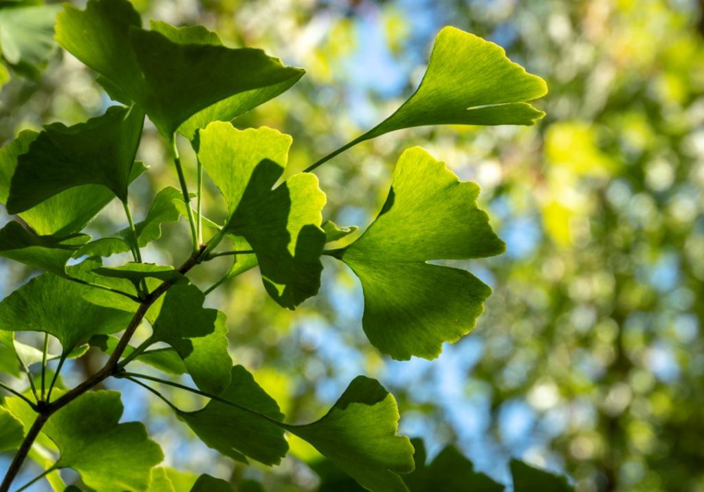Ginkgo Biloba Arbre Magique