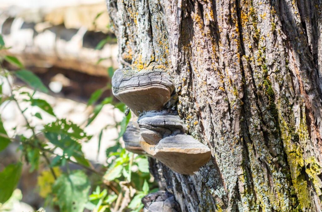 Chaga Champignon Anti Stress