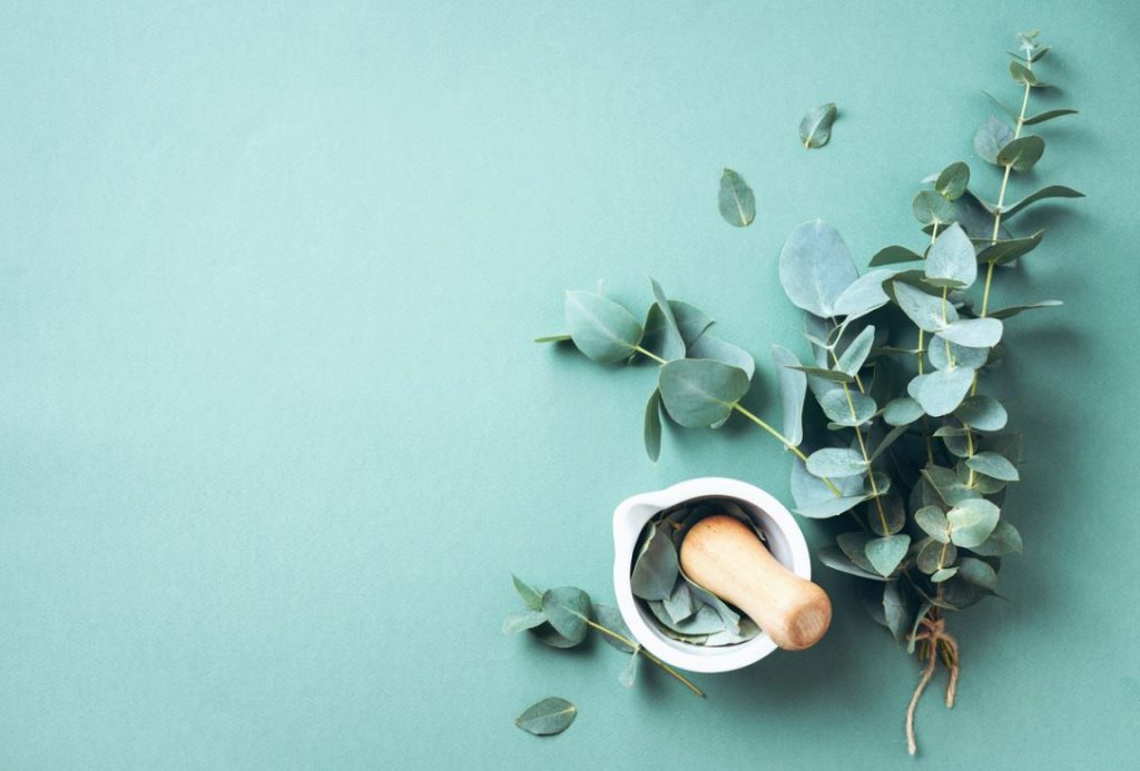 Eucalyptus
