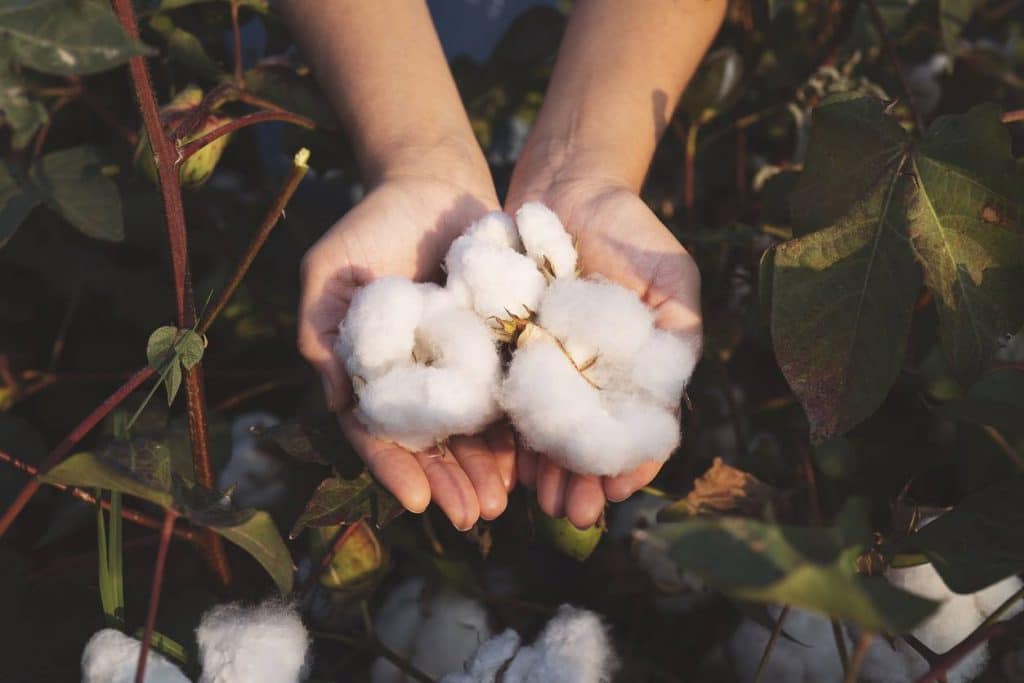 coton bio tissu écologique