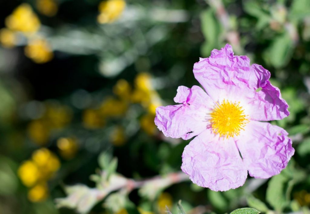 Rose De Roc