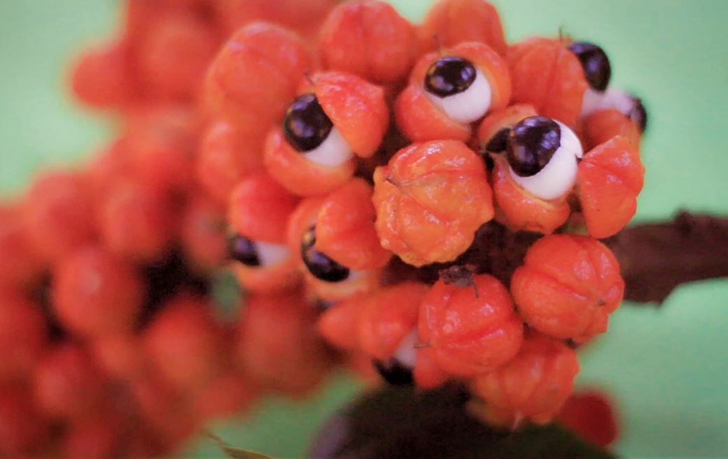 Guarana