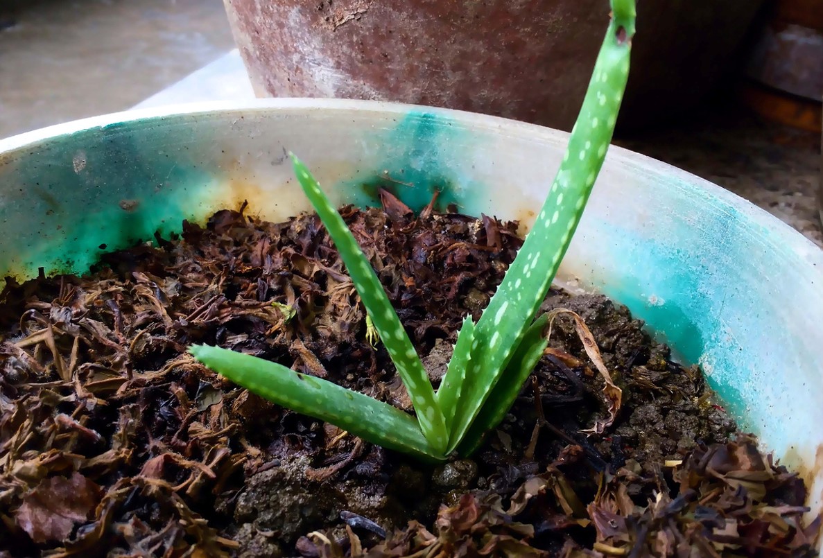 Bouturer Aloe Vera