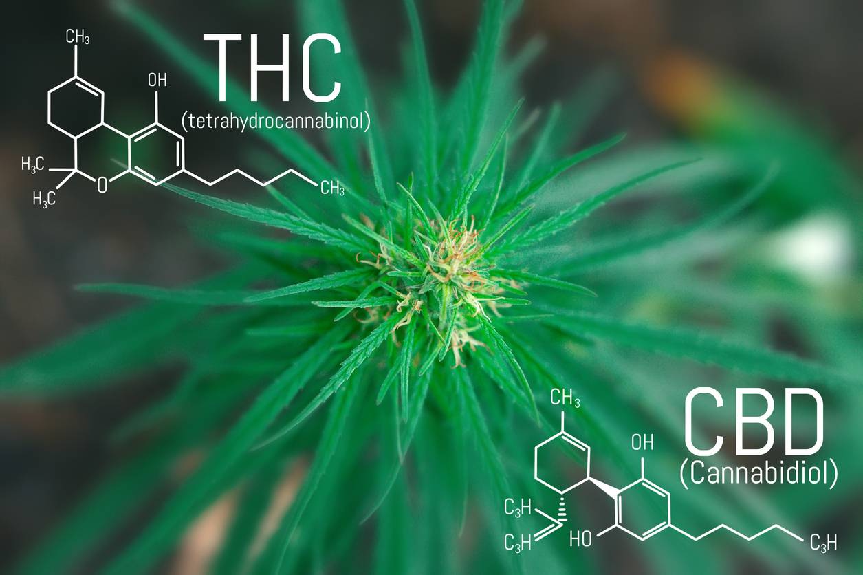 alt = nouvelle règlementation fleurs de CBD en France