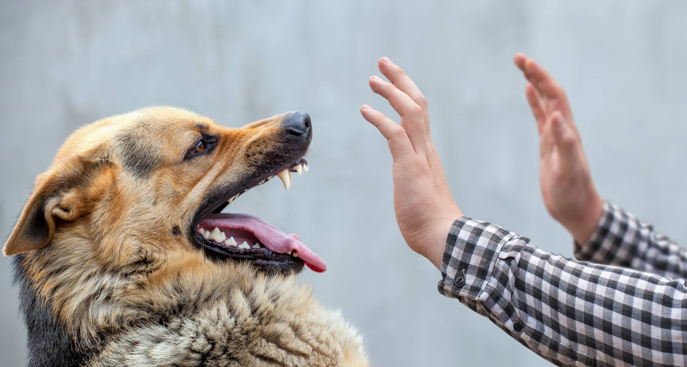 alt = formation chien agressif, formation en ligne dressage chien agressif