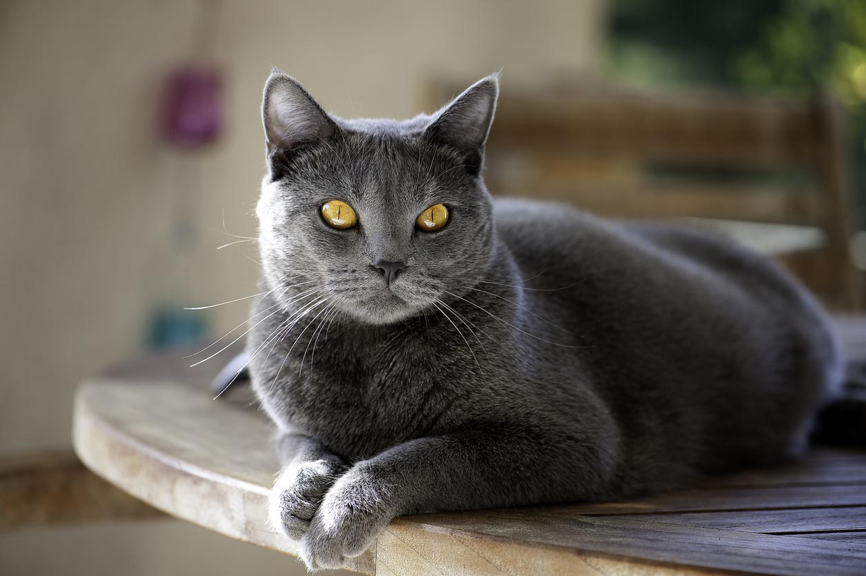 Chartreux allongé sur la table