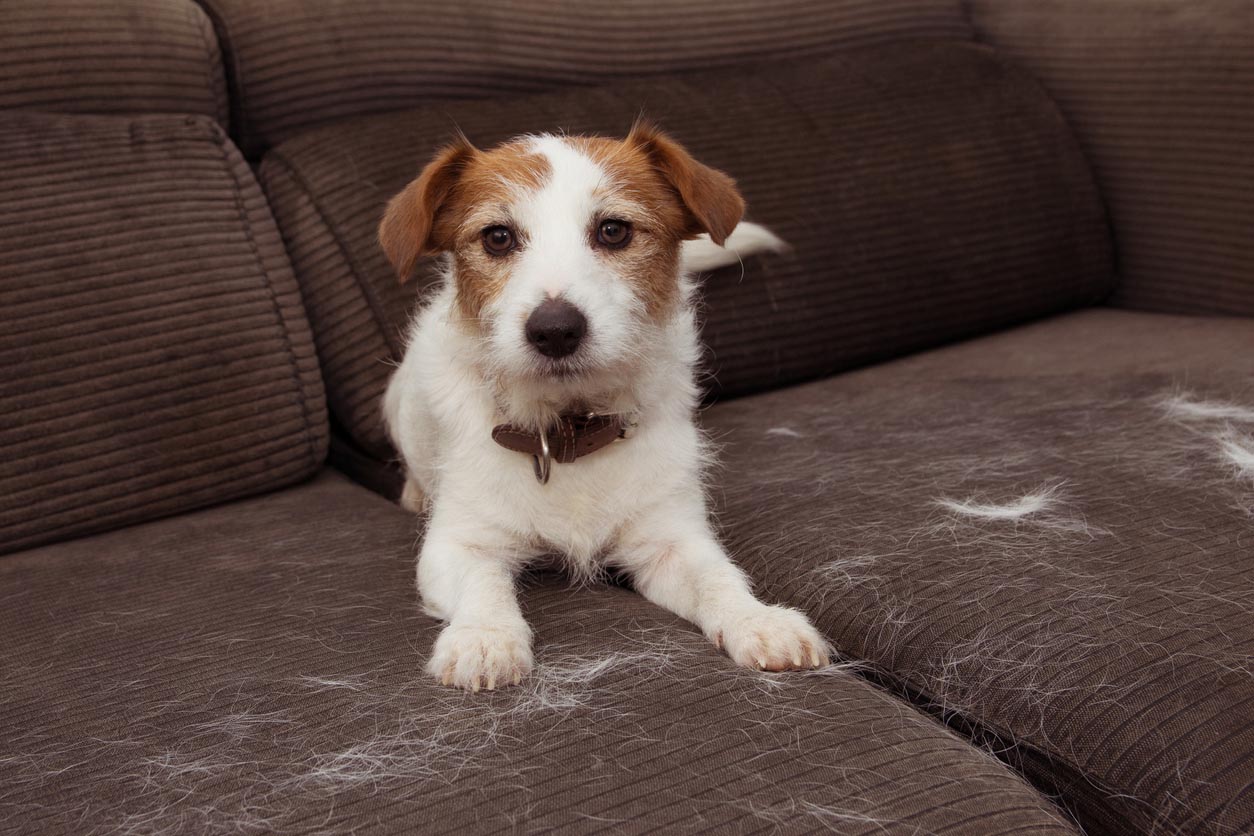 Jack Russel perdant ses poils sur le canapé