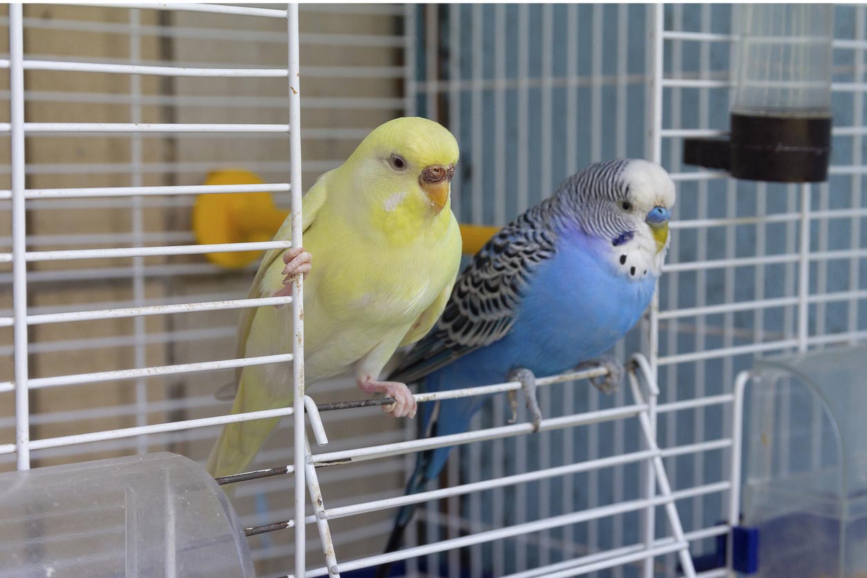 Deux oiseaux domestiques en cage