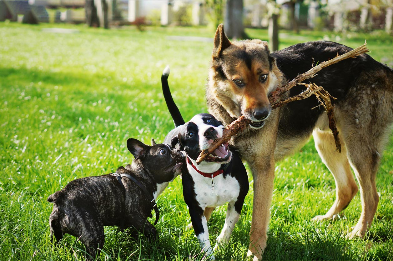 3 chiens de différentes races jouent ensemble