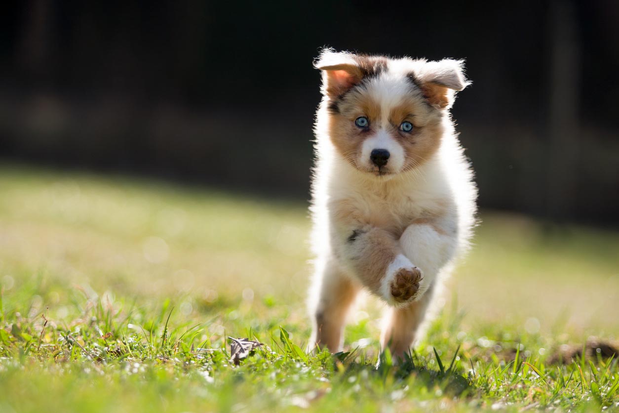 Chiot courant dans l'herbe