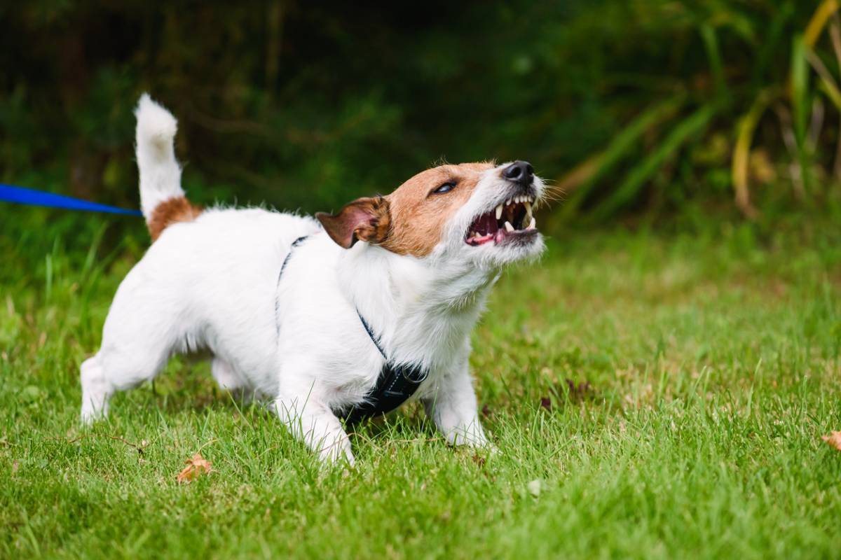 Reflexes Agressif Adopter