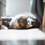Canapé Griffes Chat
