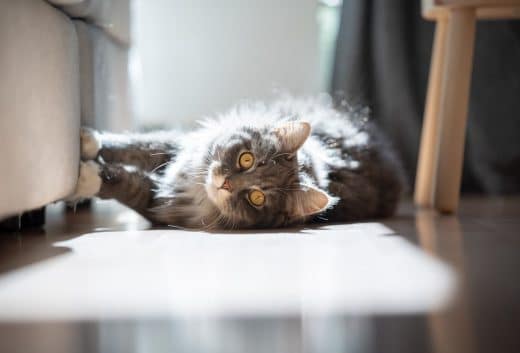 Canapé Griffes Chat