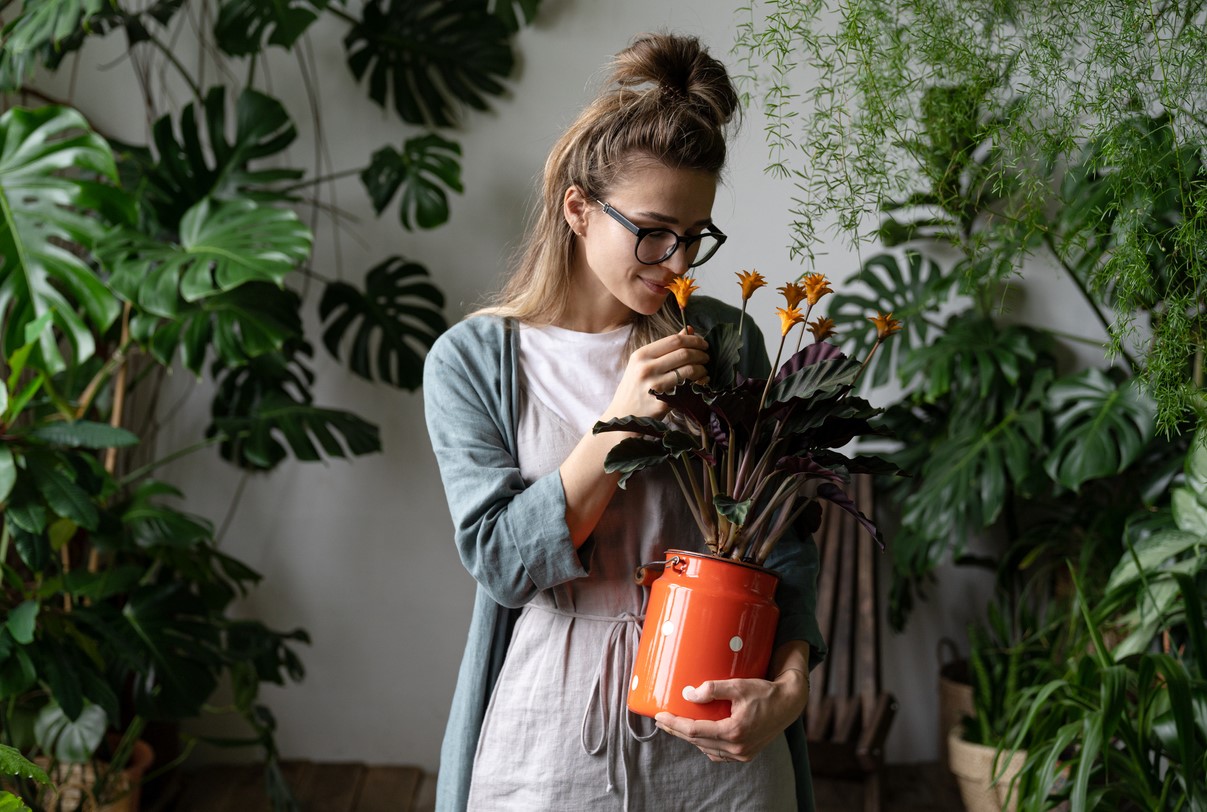 Allergie Plante D'intérieur