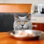 chat cherche à manger sur la table de la cuisine
