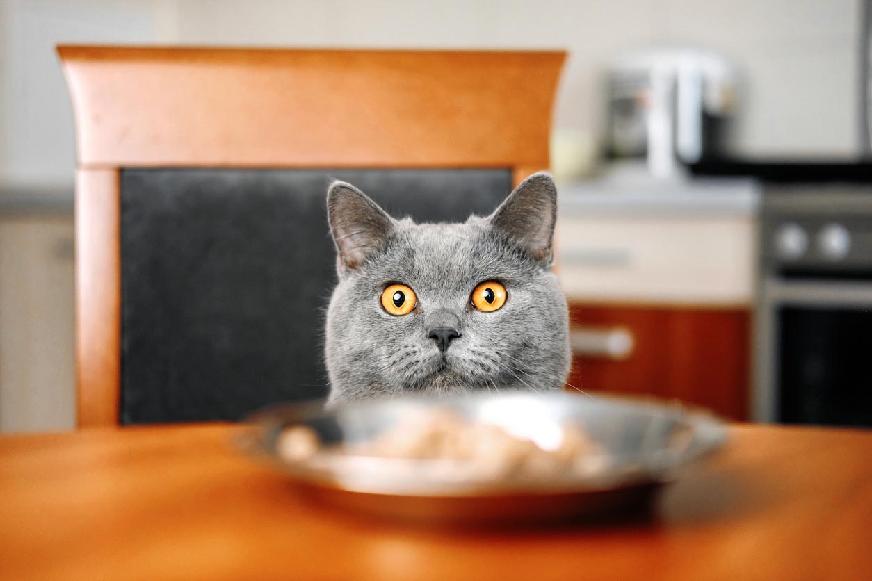 chat cherche à manger sur la table de la cuisine