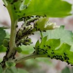 Pucerons sur plante