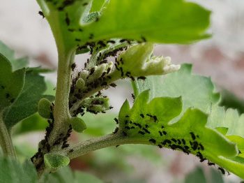 Pucerons sur plante