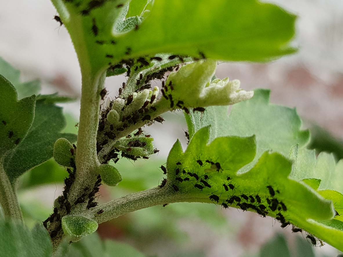 Pucerons sur plante