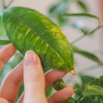 Feuille de citronnier jaunit