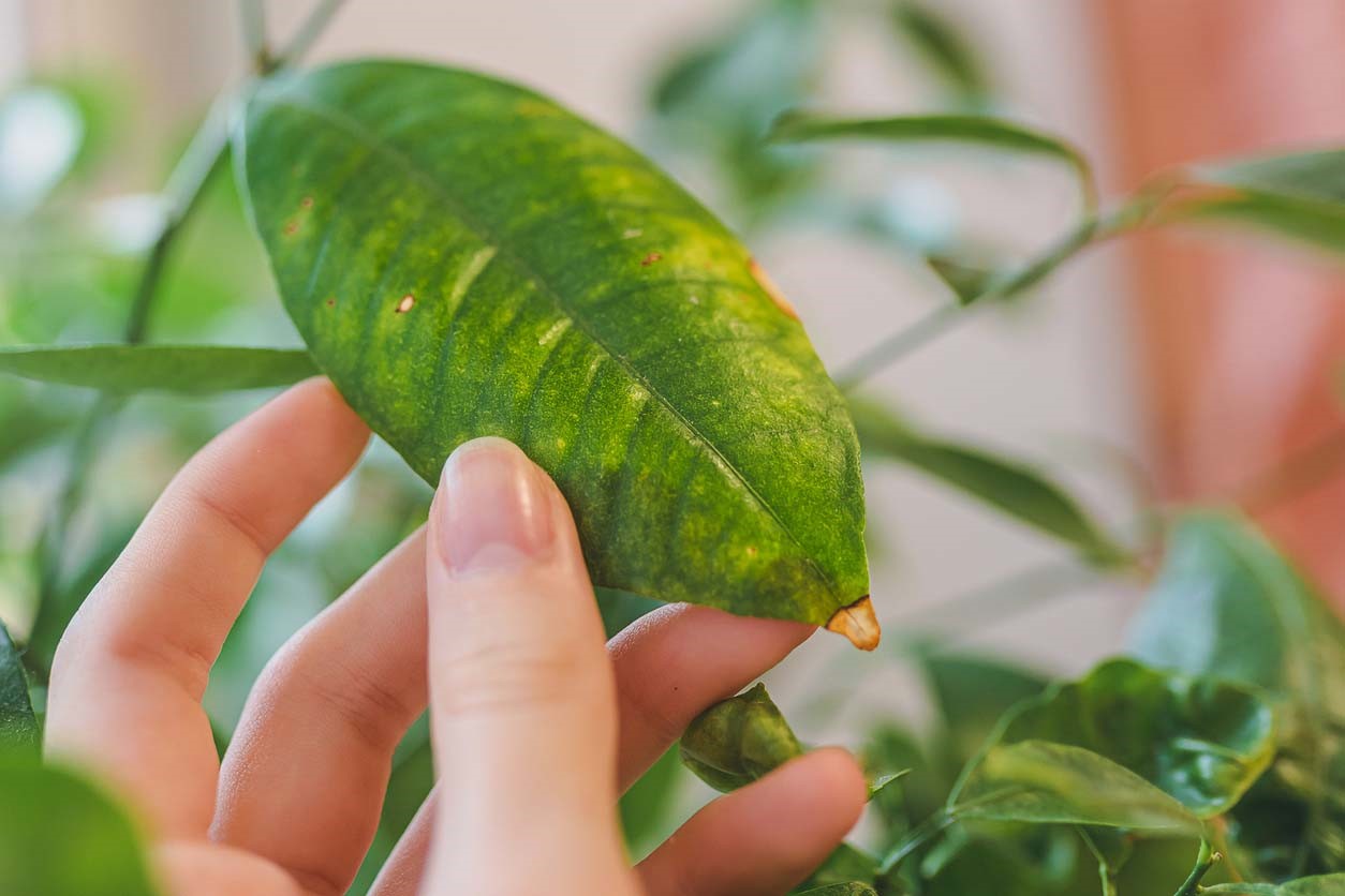 Feuille de citronnier jaunit