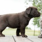 Chien Qui Renifle Chat