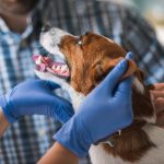 chien chez le vétérinaire