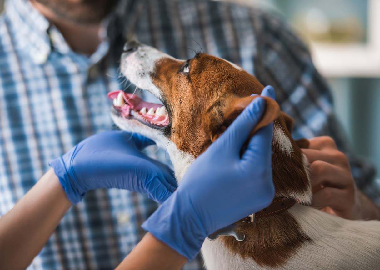 chien chez le vétérinaire