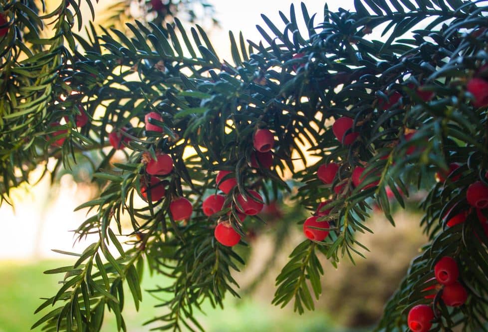Branches De Houx, Tisane Houx