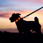 Chien La Nuit Avec Un Collier Led