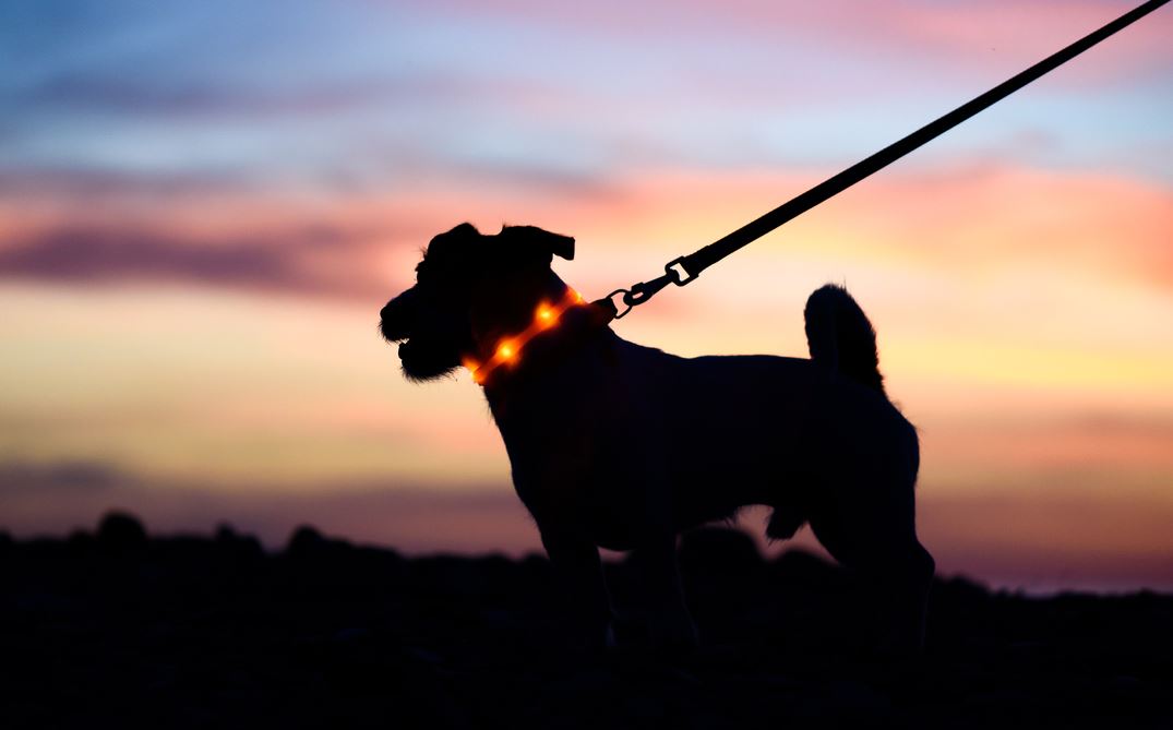 Chien La Nuit Avec Un Collier Led