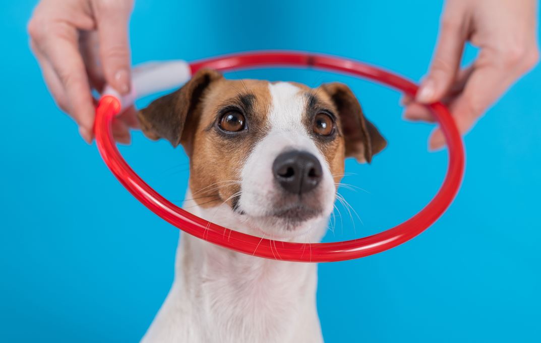 Essai De Collier Lumineux Sur Petit Chien