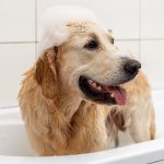 Lave Chien Dans Baignoire