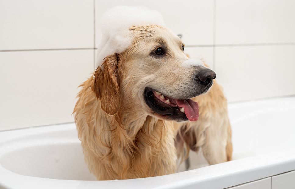 Lave Chien Dans Baignoire