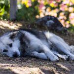 Chien Alongé Malade, Intoxication