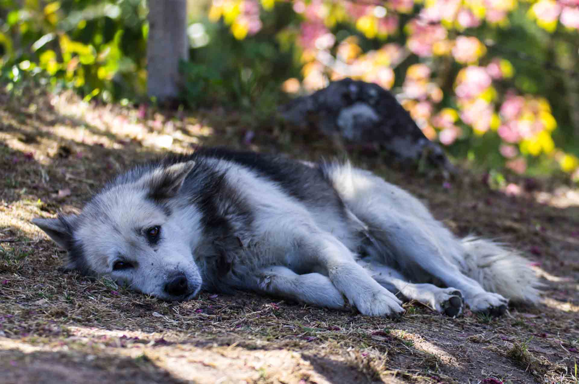 Chien Alongé Malade, Intoxication