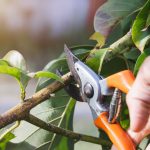 Taille D'un Arbre à L'aide D'un Sécateur