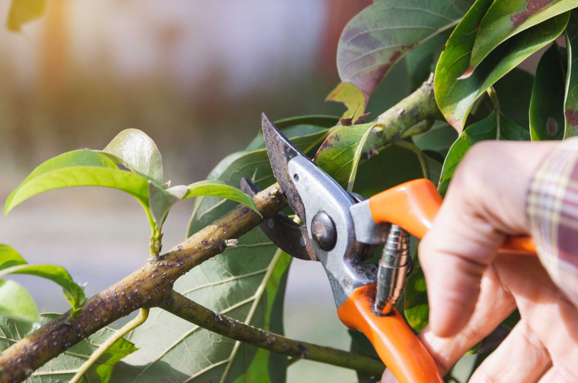 Taille D'un Arbre à L'aide D'un Sécateur