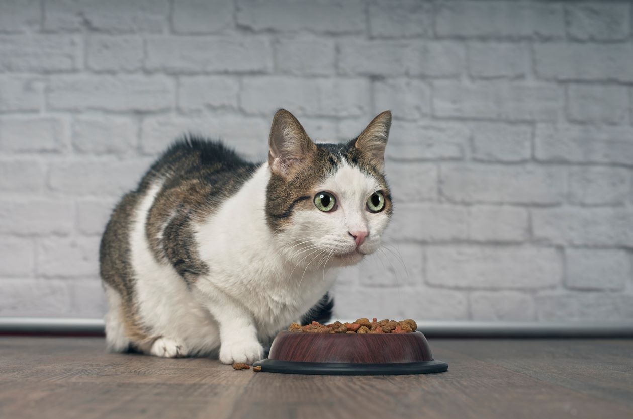 Croquettes Pour Chat